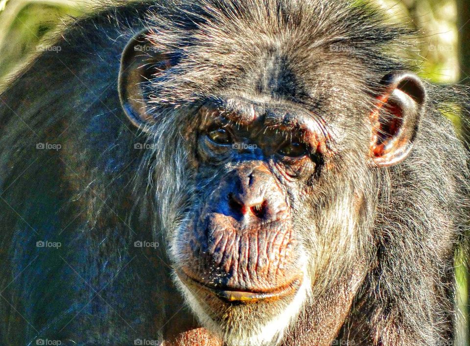 Thoughtful Chimpanzee. Gaze Of A Chimpanzee