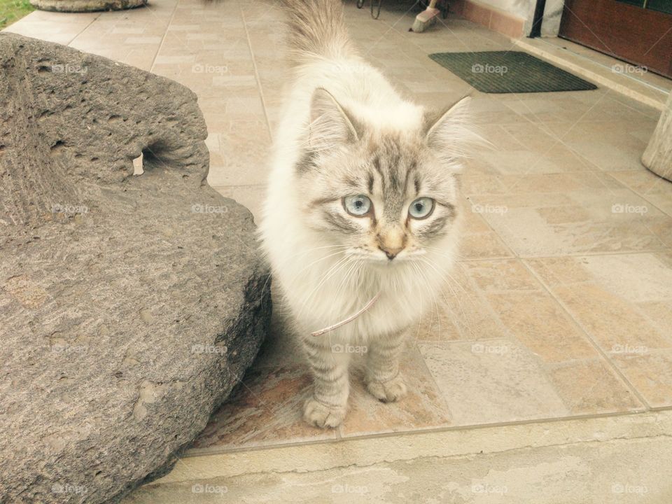 My Cat; cateyes; naturecat, Blackcat, italy , sardinia, Italia 