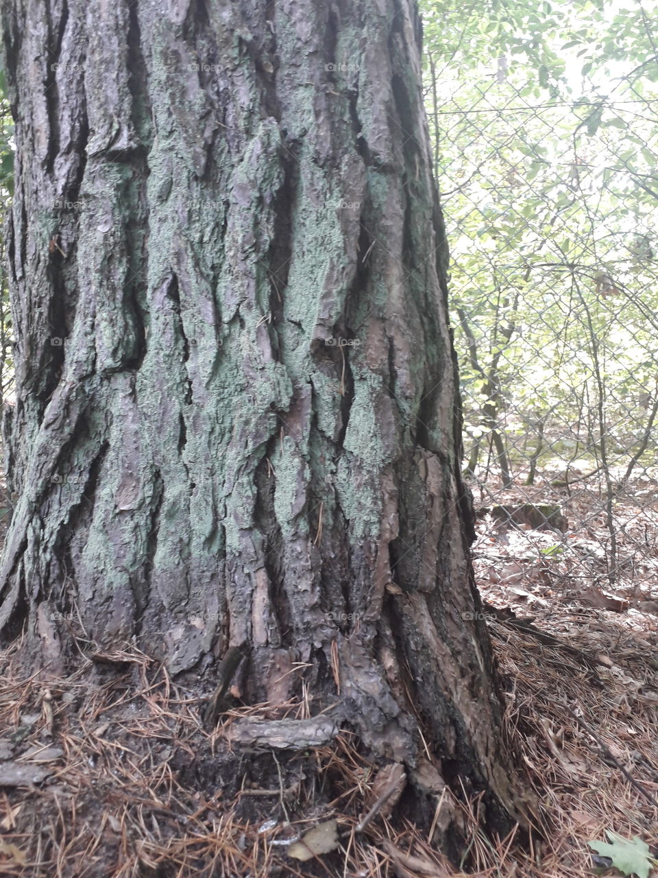 old pine trunk