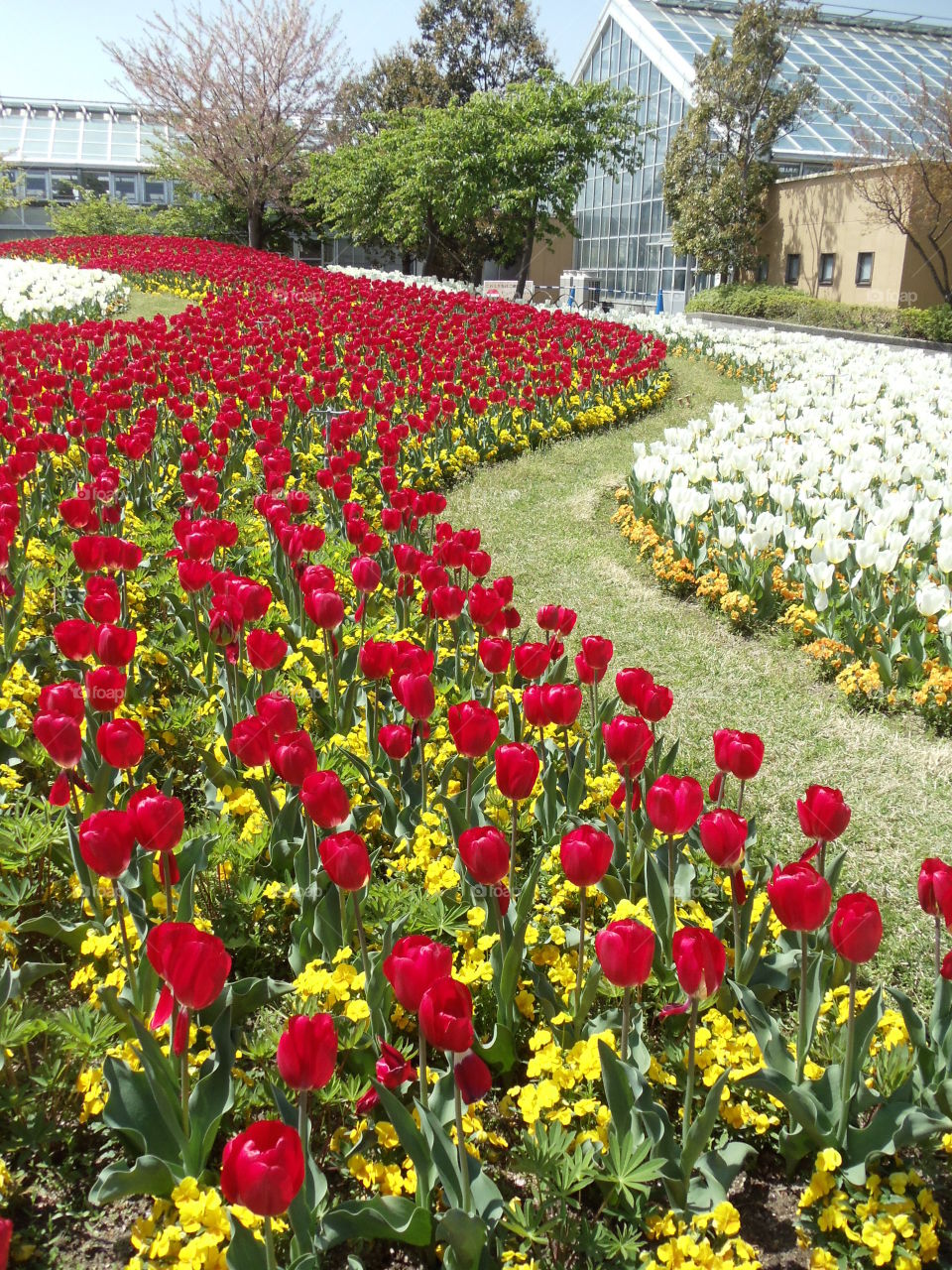 Tulip Field