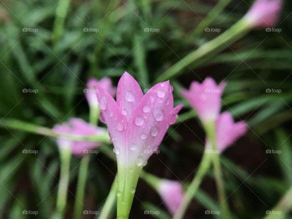 Pretty pearls on a flower! Beautifully captured rain drops on a flower right after a rain!