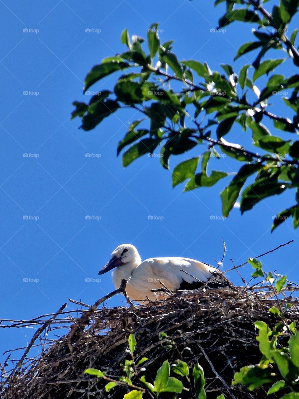 stork chicks in the nest