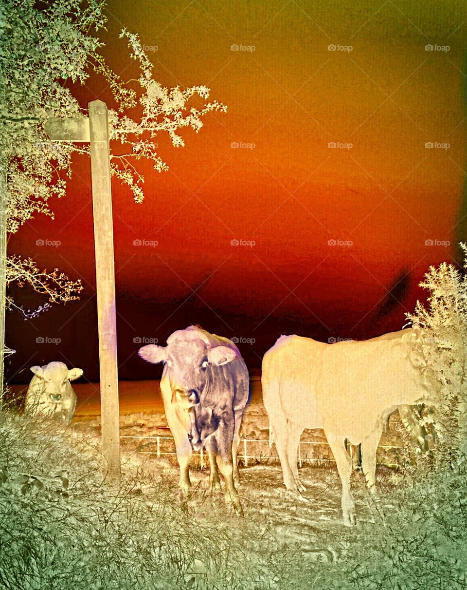 Cows. Cows with filter added