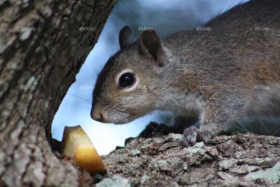 Portrait of squirrel with apple slice