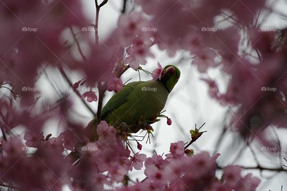cherryblossom with green bird