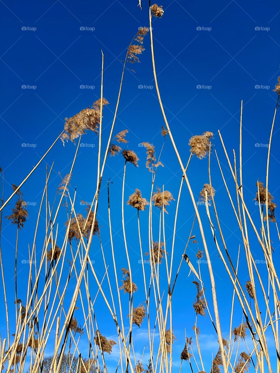 Looking up at sea grass