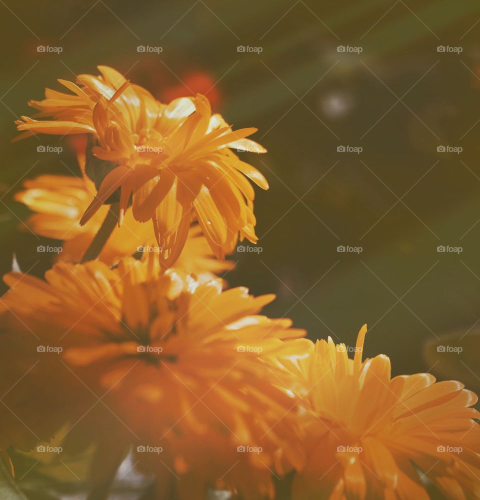 Shaded orange flowers in the sunlight