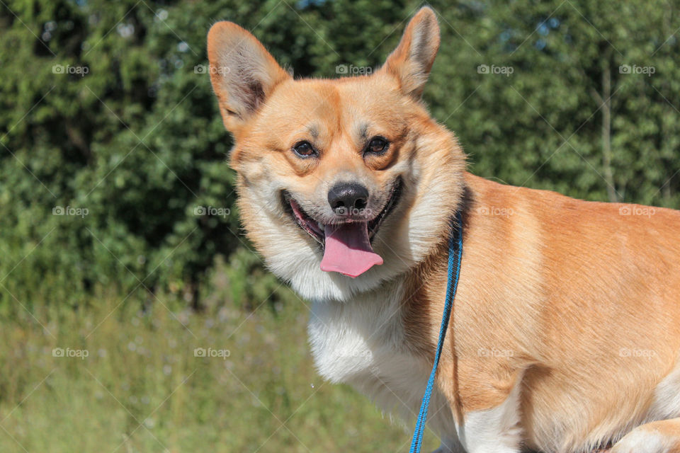 breed corgi dog walks on nature