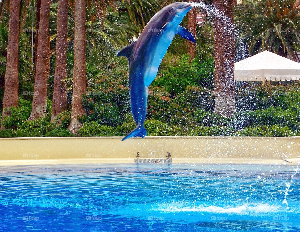 Dolphin flip