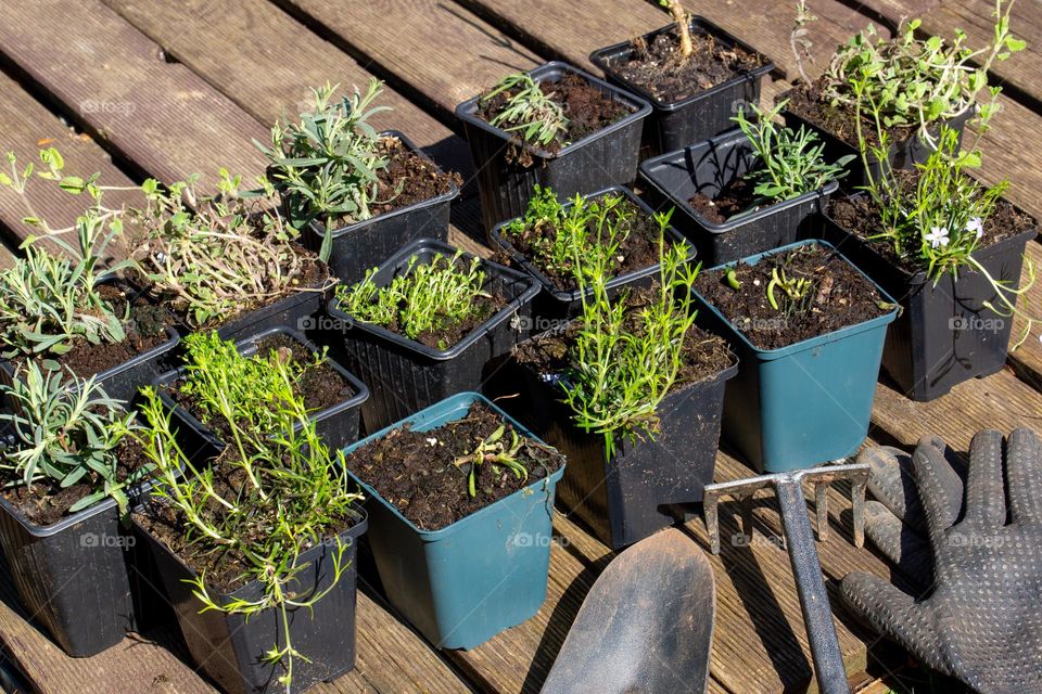 young plants and garden tools