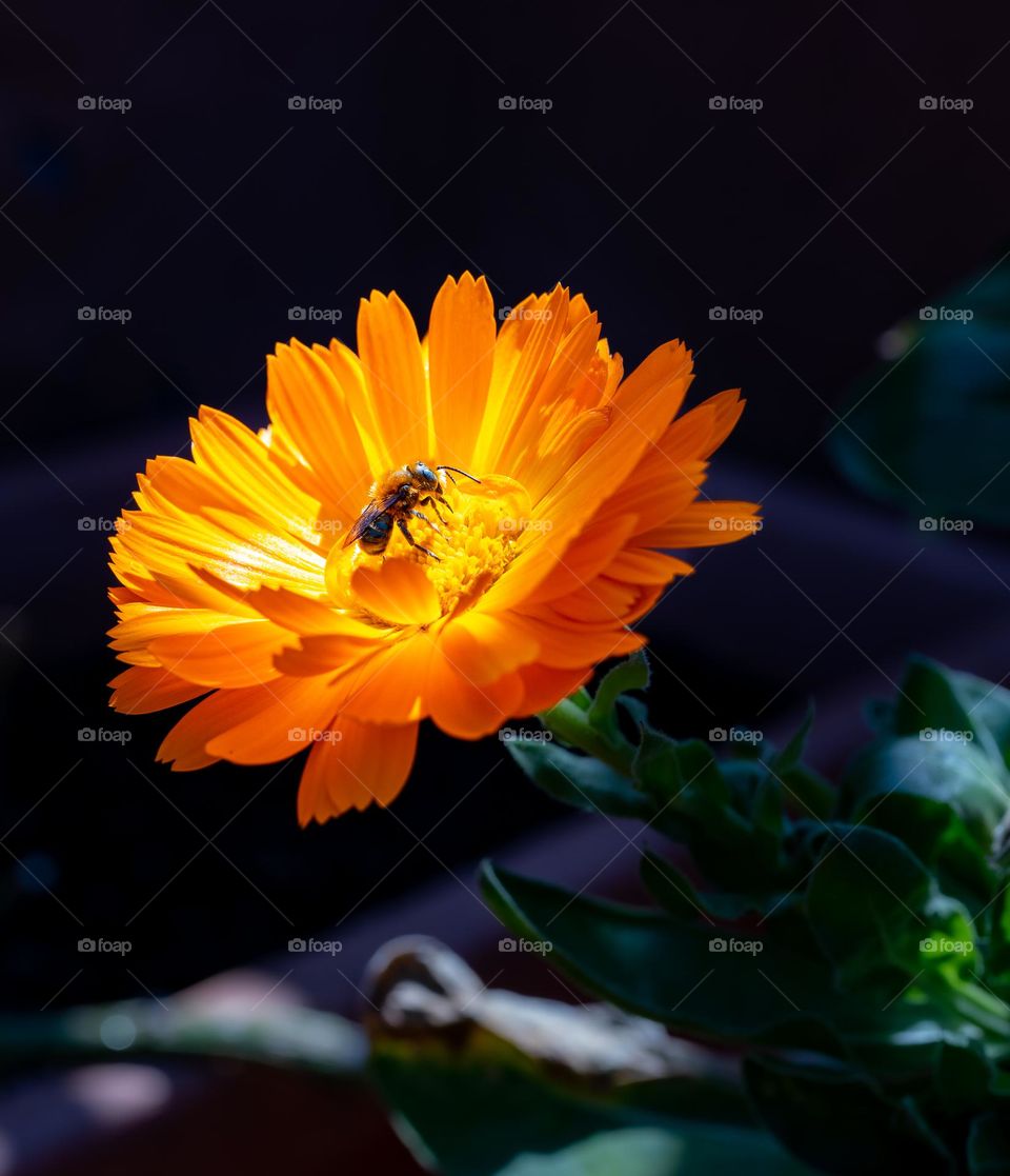 Highlighting A Meal - Small bee lounges in the light as she enjoys a luscious pollen meal
