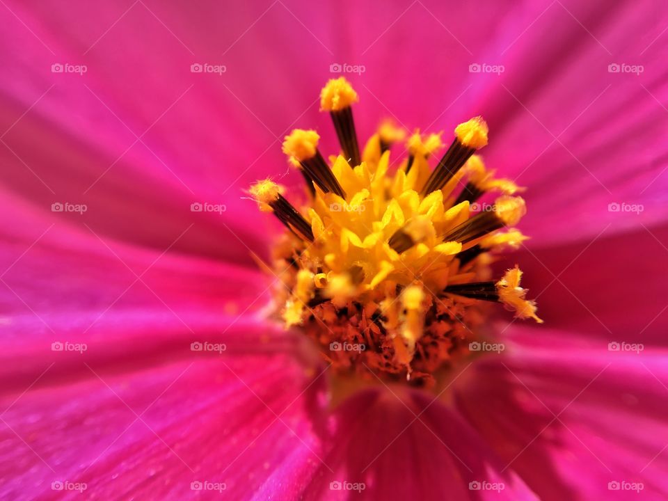 Bursting with color...these poppies are a joy to behold!