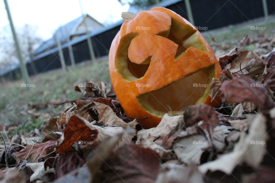 halloween's pumpkin and Fall's leafs