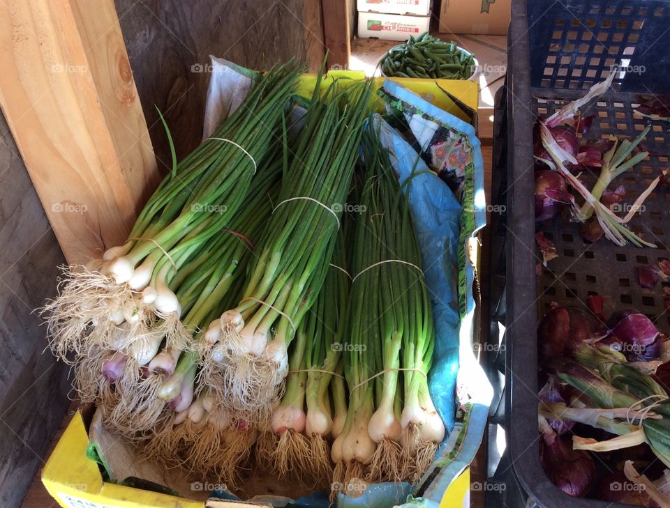 Market Fresh Green Onions. Market Fresh Green Onions