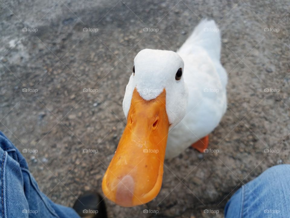 Dudley the duck up close and happy