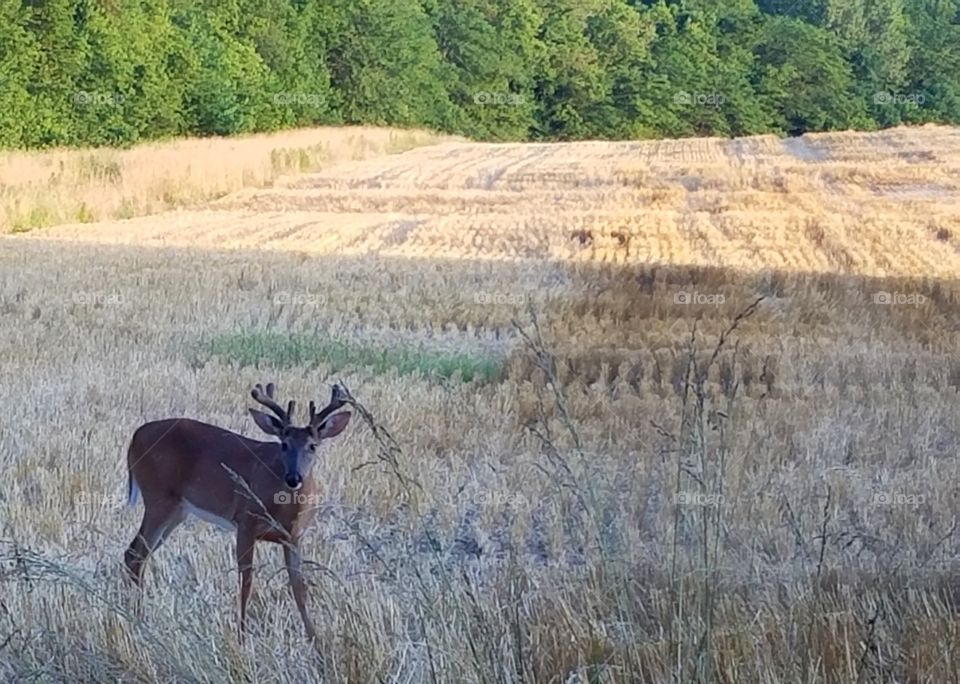 Young Buck in the Country