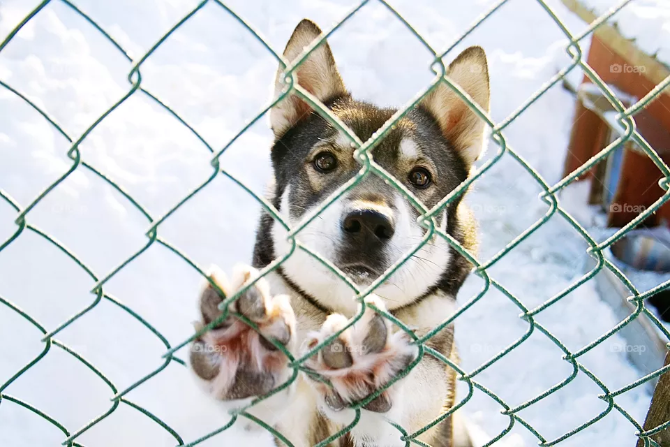 Puppy