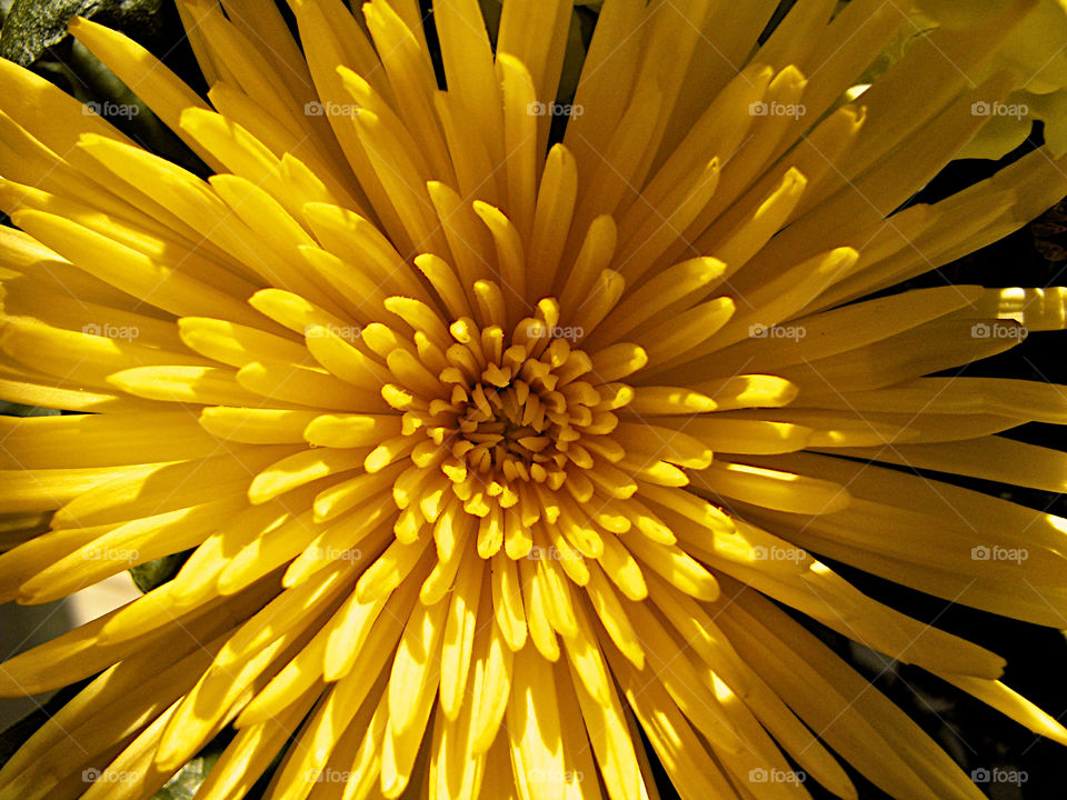 Extreme close-up of yellow flower