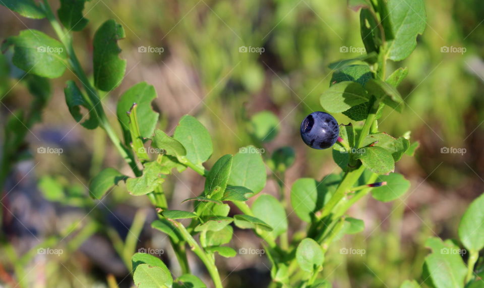 Blue berry.