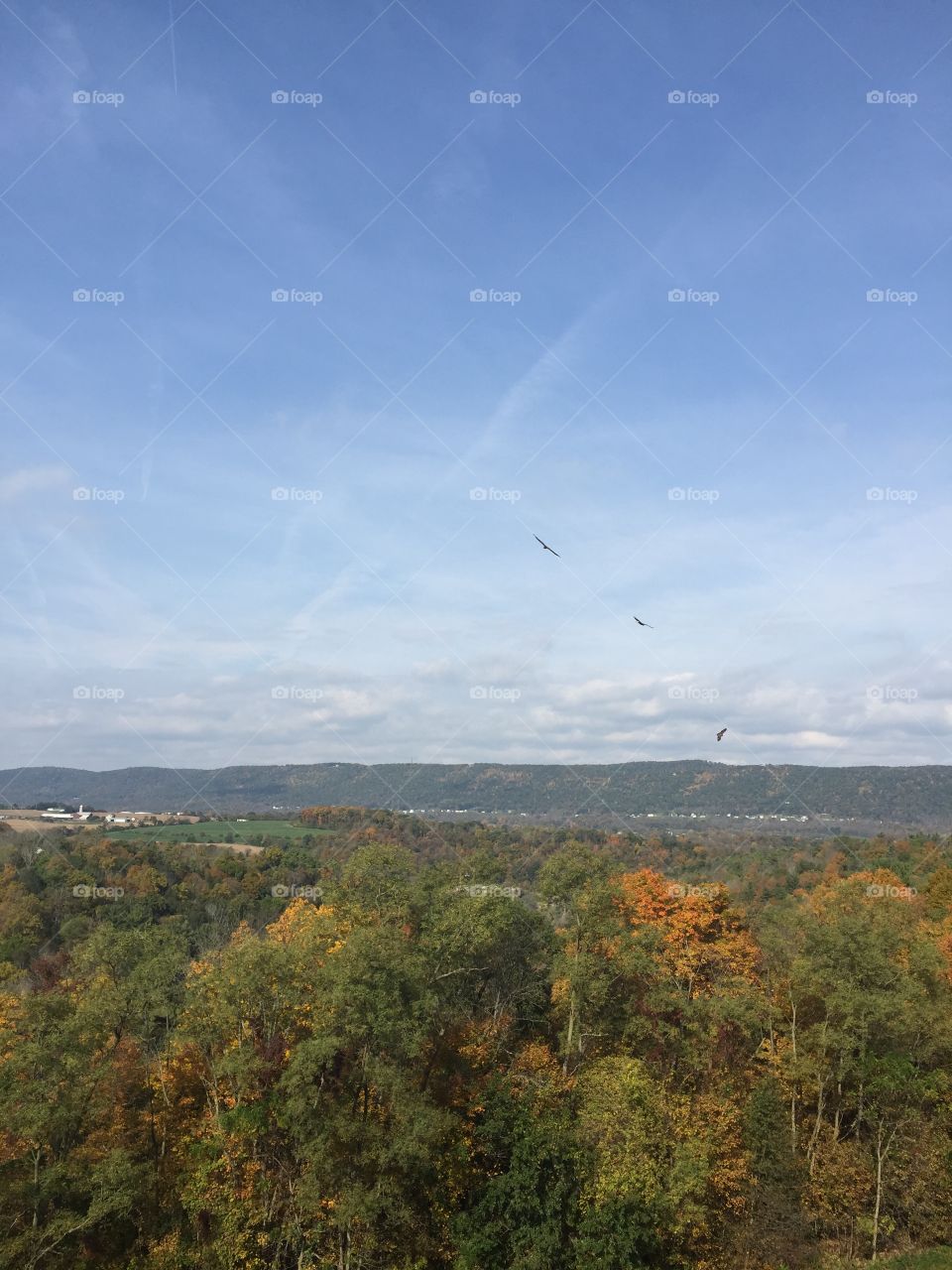 Three eagles in Pennsylvania