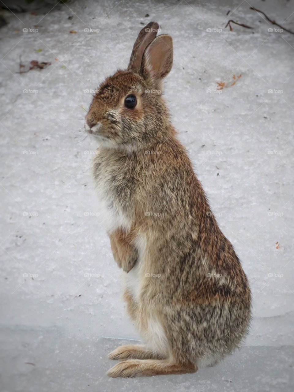 A visitor in my yard today 