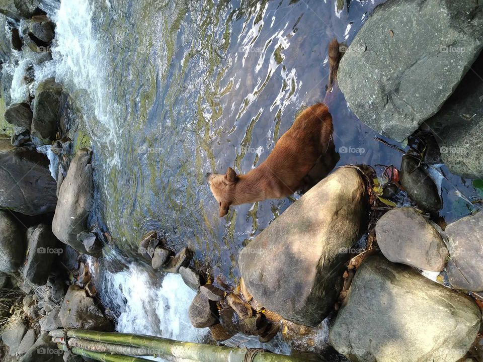 village life, where there are a dog who will always accompany you to go jungle tracking. see the stuning clear water flowing through