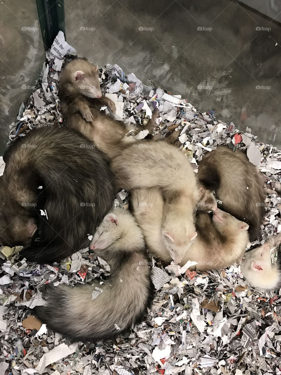 Cute sleeping ferrets in a pet store