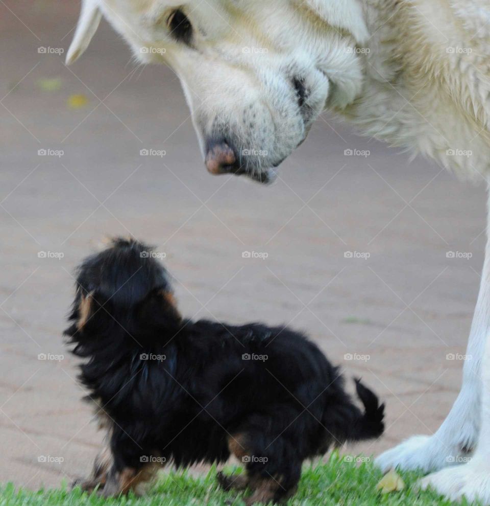 What are you? White adult Labrador male playing with you Yorkshire terrier puppy