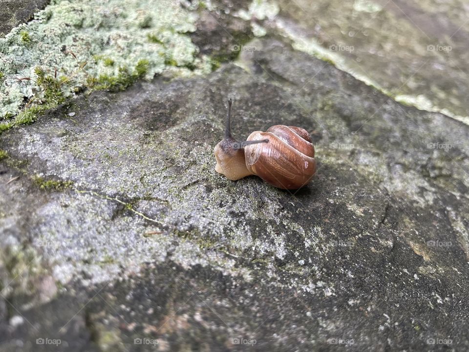 Little snail on a stone with moss.