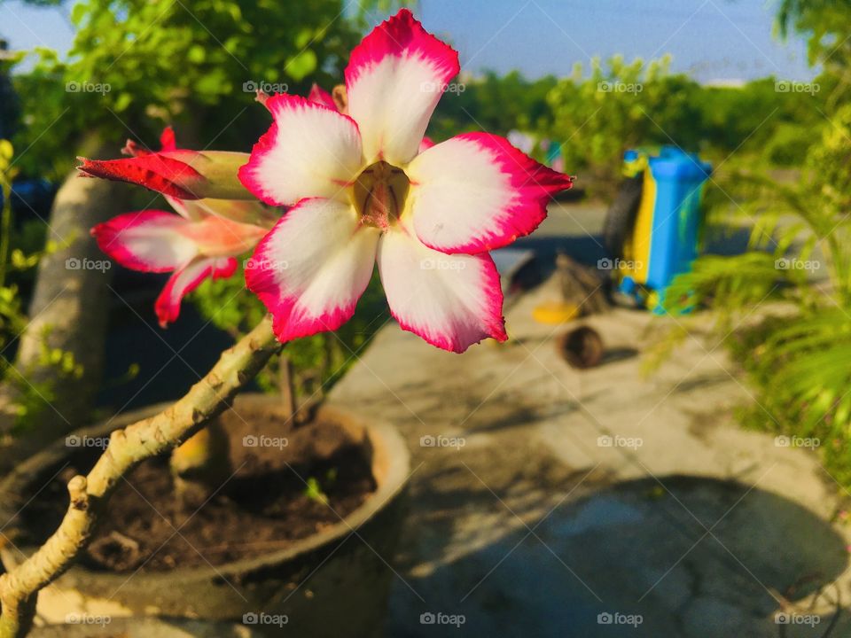 Natural flowers 🌸