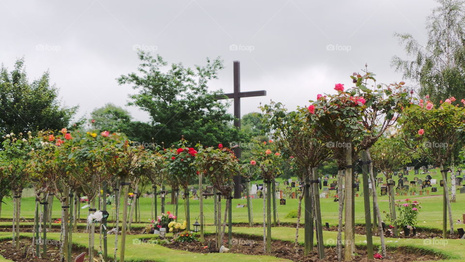standard roses in remembrance of the dearly departed. 
large cross over looks the cemetery.

English cemetery 

Some people think graveyard and cemetery mean the same, but, if we want to be a little nitpicky, we should say that graveyard is a type of cemetery, but a cemetery is usually not a graveyard. To understand the difference, we need a little bit of history.

From about the 7th century, the process of burial was firmly in the hands of the Church (meaning the organization), and burying the dead was only allowed on the lands near a church (now referring to the building), the so-called churchyard. The part of the churchyard used for burial is called graveyard, an example of which you can see in the picture.

As the population of Europe started to grow, the capacity of graveyards was no longer sufficient (the population of modern Europe is almost 40 times higher than it was in the 7th century). By the end of the 18th century, the unsustainability of church burials became apparent, and completely new places, independent of graveyards, were devised—and these were called cemeteries.

The etymology of the two words is also quite intriguing. The origin of "graveyard" is rather obvious; it is a yard filled with graves. However, you might be surprised to hear that "grave" comes from Proto-Germanic *graban, meaning "to dig", and is unrelated to "gravel".

Of course, the word "cemetery" did not appear out of the blue when graveyards started to burst at the seams. It comes from Old French cimetiere, which meant, well, graveyard. Nevertheless, the French word originally comes from Greek koimeterion, meaning "a sleeping place". Isn't that poetic?