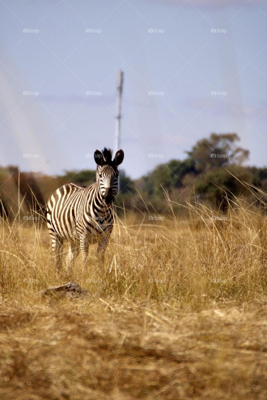 A dreamy photograph in the long grass 