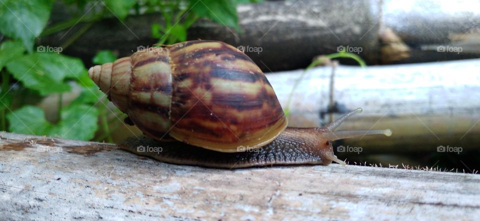 Snail crawling on a dry bamboo tree