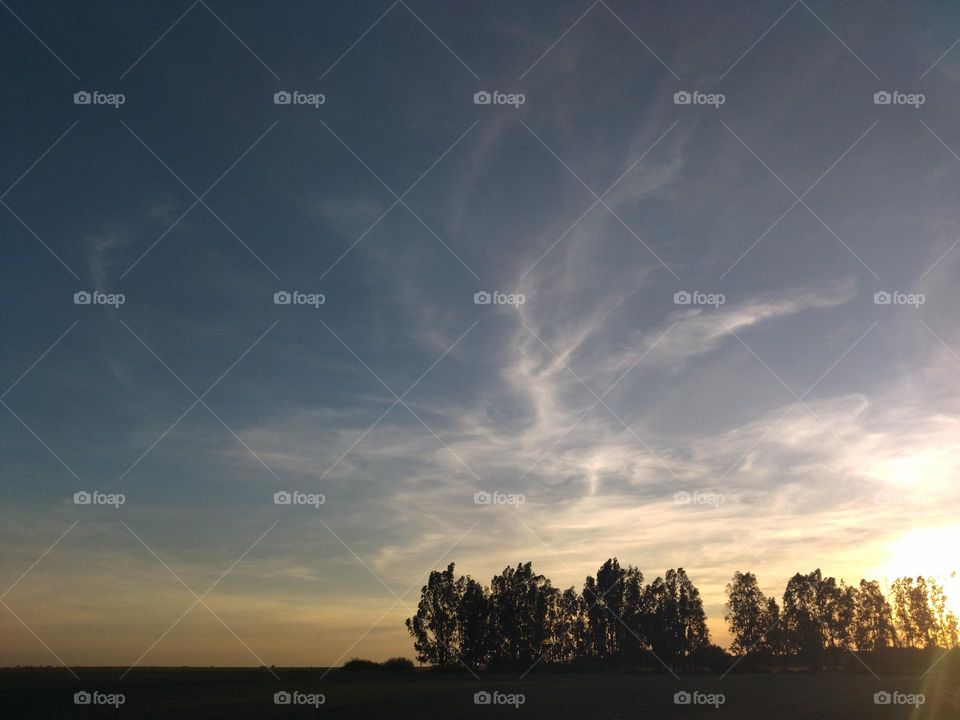Trees and sunset