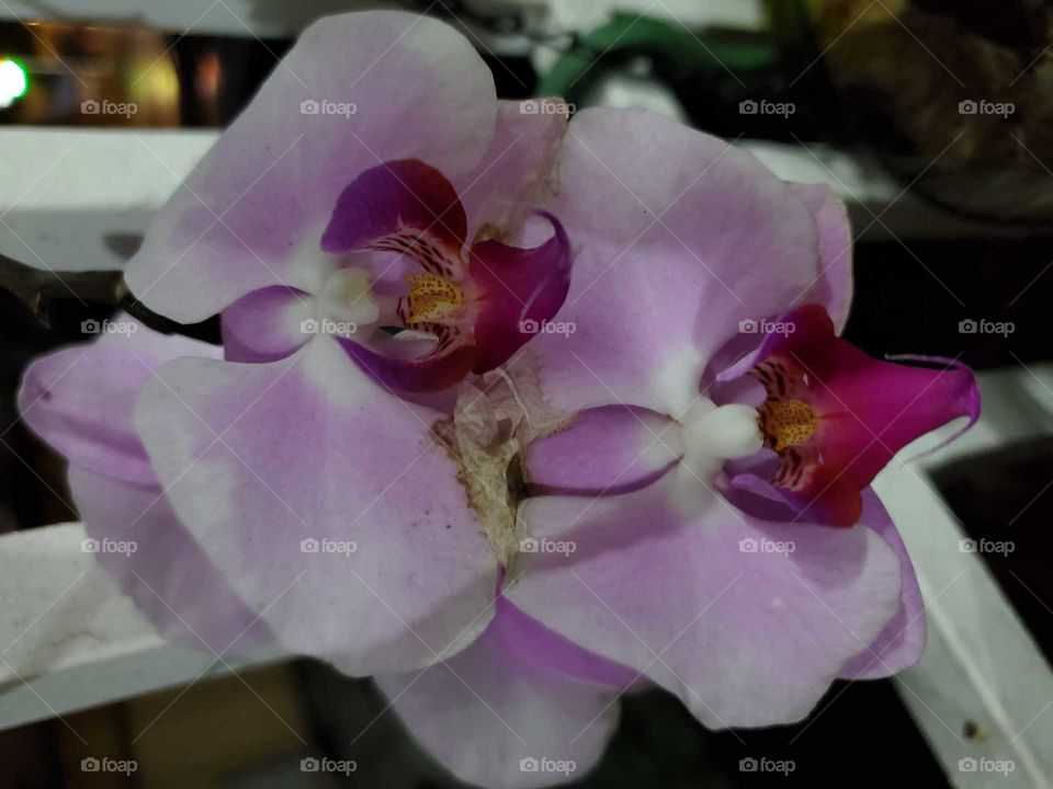 exotic orchids in my secret garden