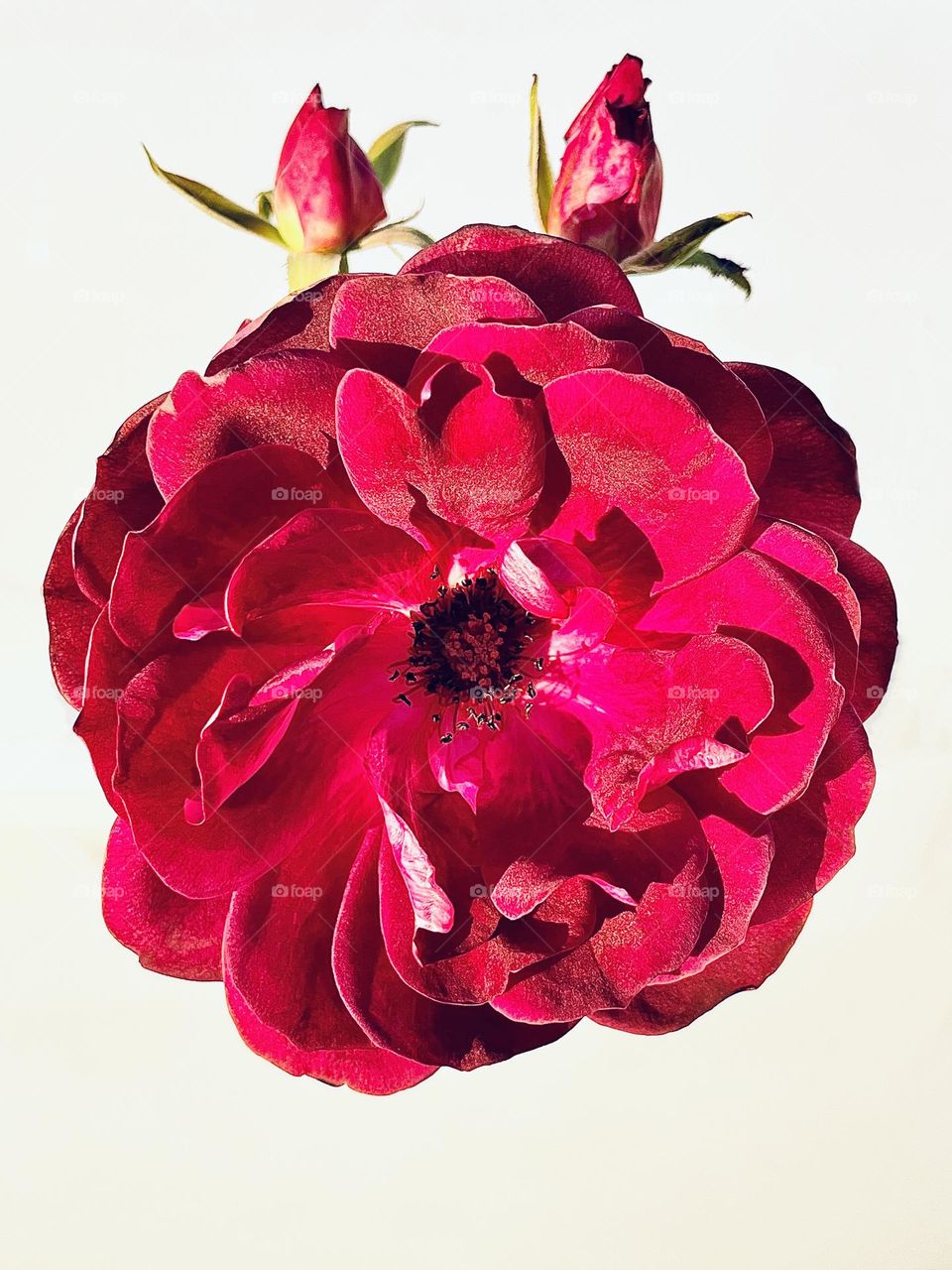 Magenta Rose with Rosebuds