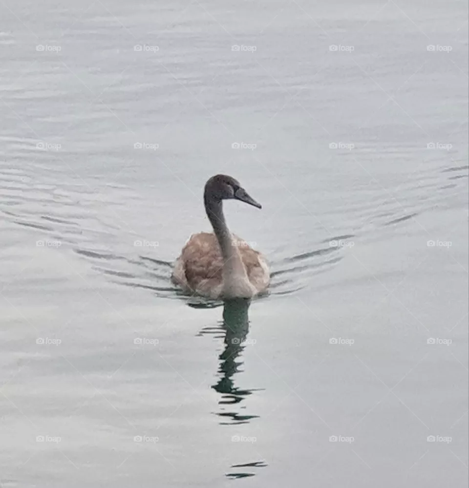 A young swan in the water.