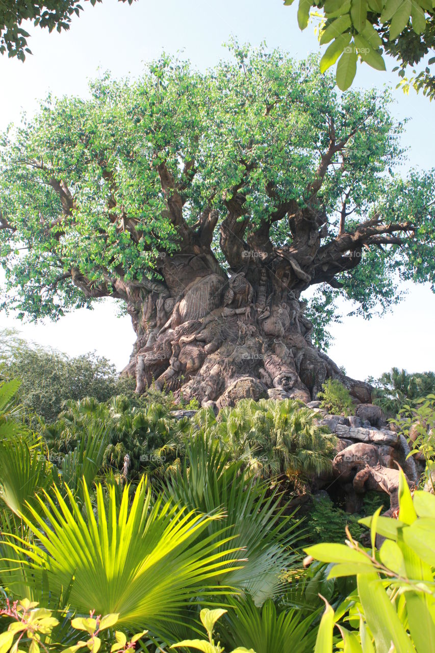 Circle of life. Big Disney tree in Lion King
