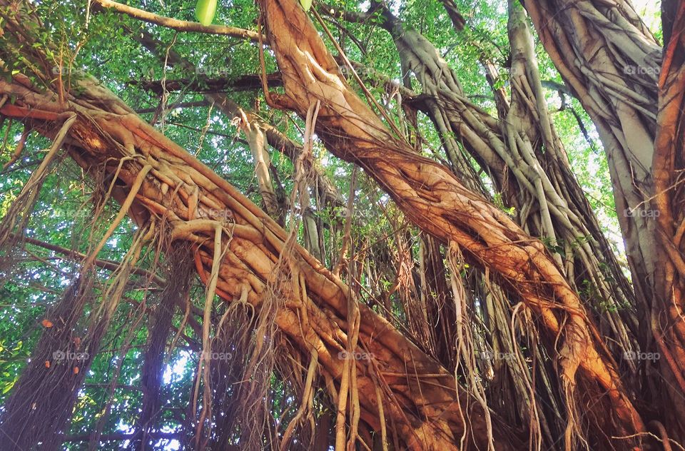 banyan tree