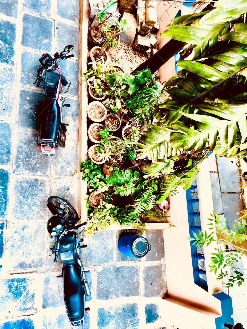Garden in my colleague’s house