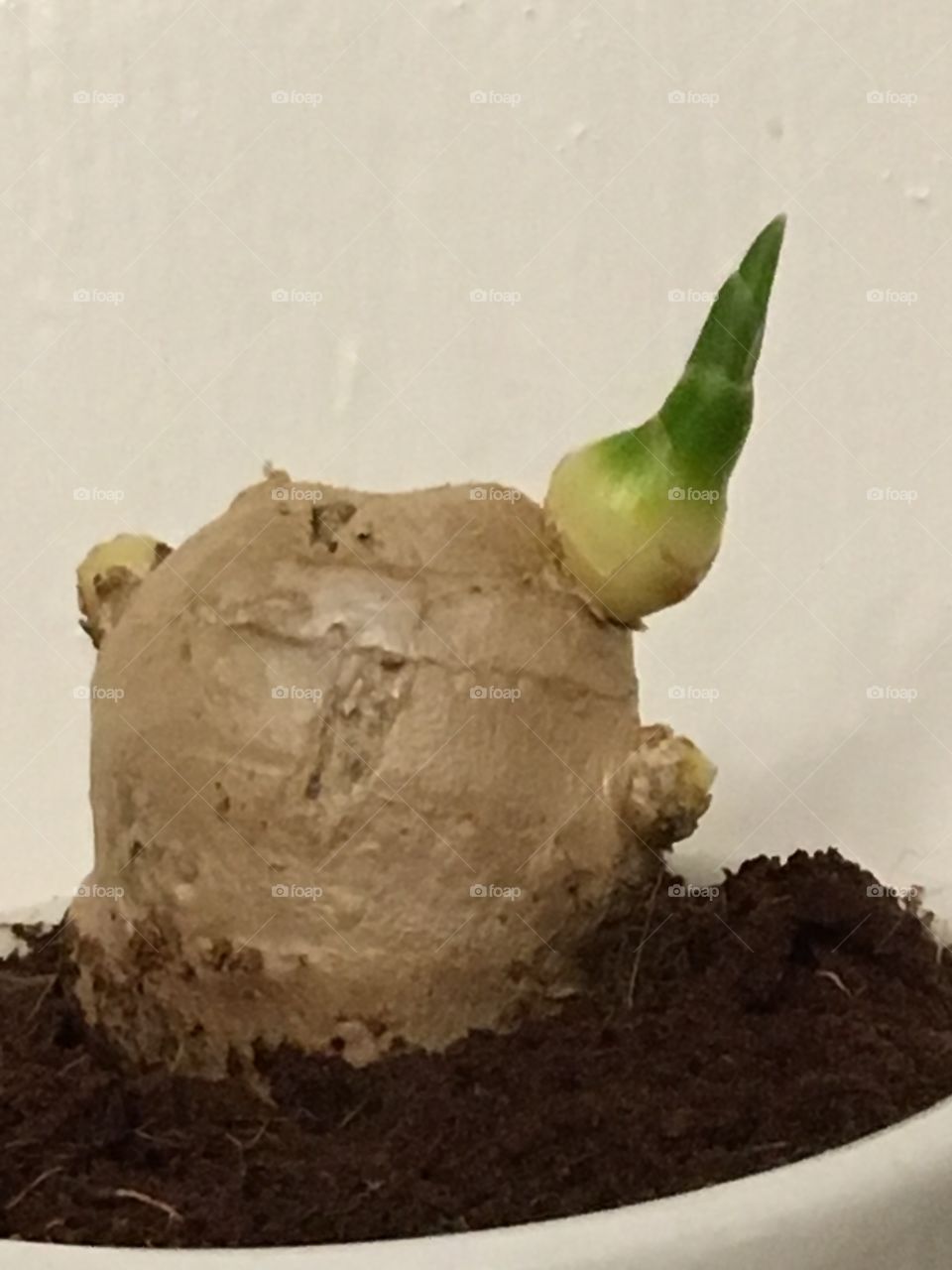 Ginger root sprouting
