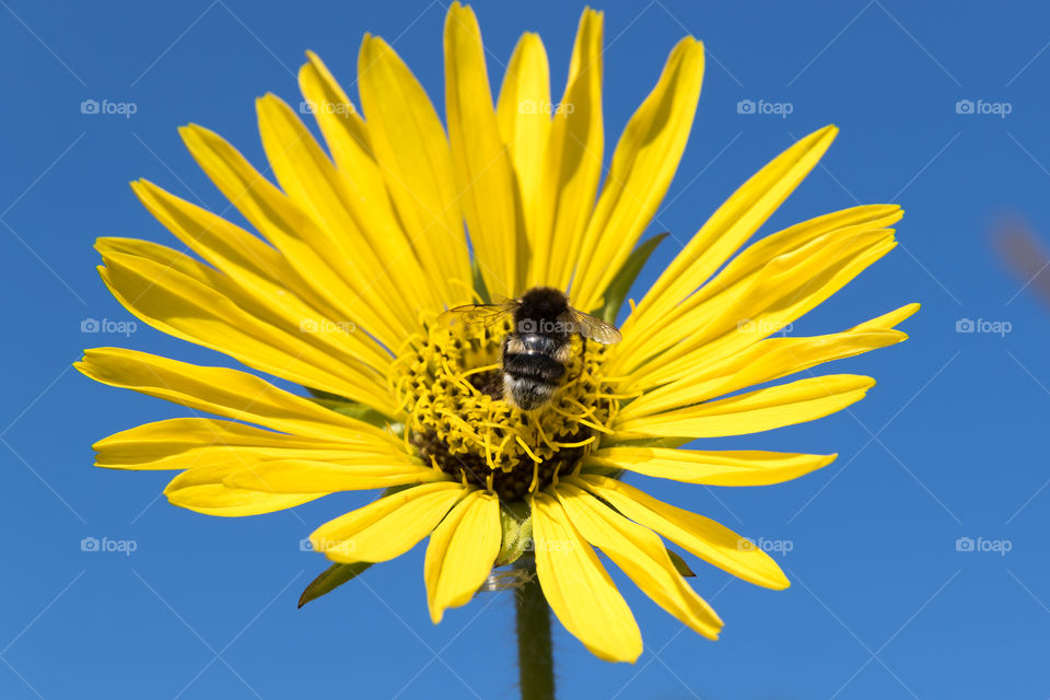Bumblebee pollinating a bright yellow flower, blue sky 
