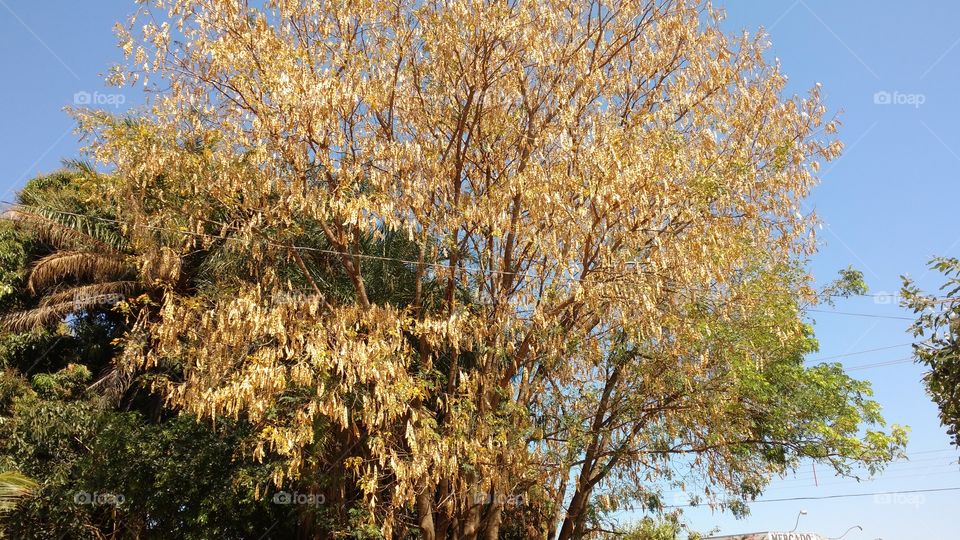 Sementes de árvore. Muitas milhões!