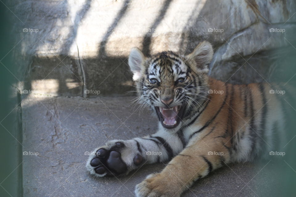 Baby tiger yawning or growling at the camera