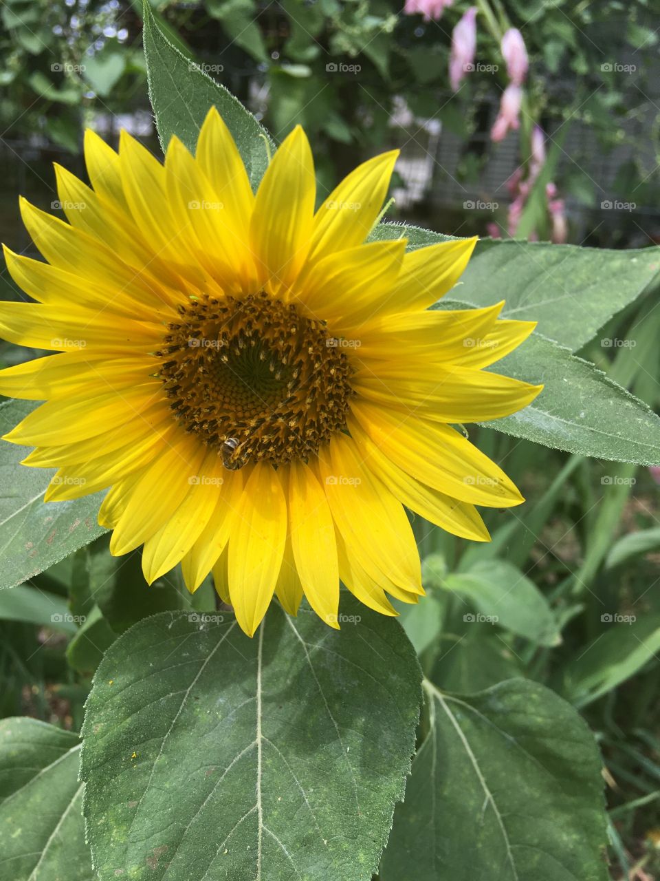 This pretty sunflower has popped up in one of my flower beds. Don’t know what variety it is.