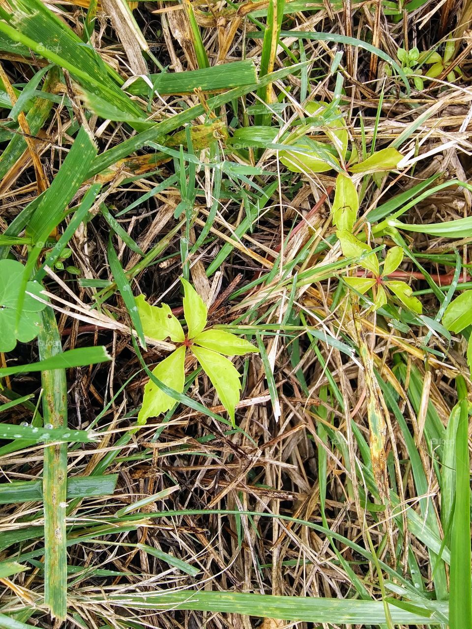 small leaves