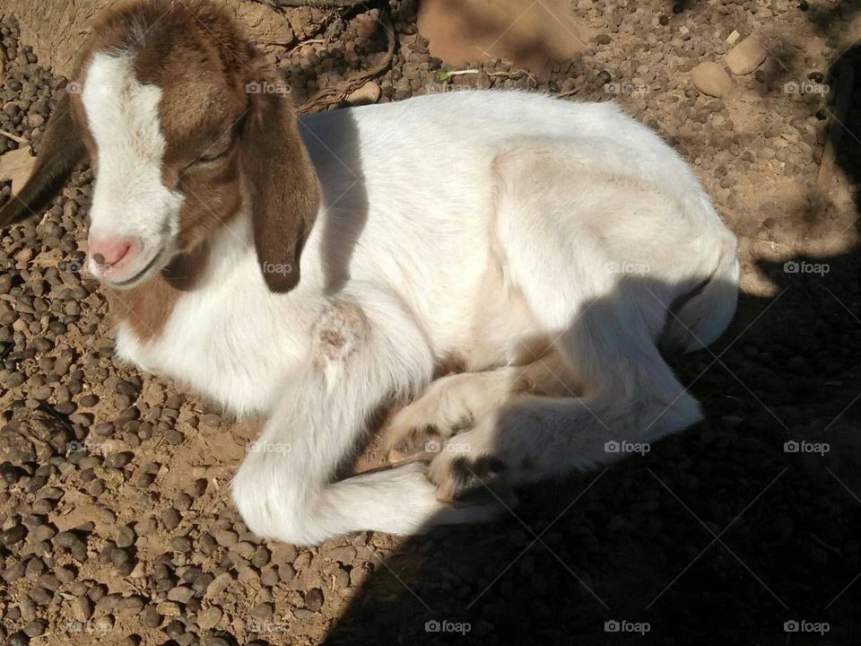 Beautiful lamb looking at camera.