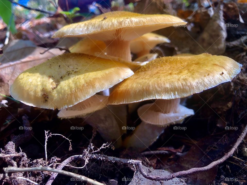 Golden mushrooms 