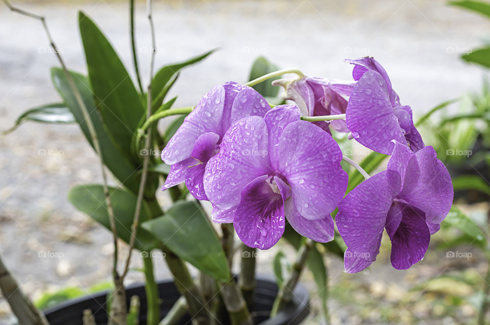 Beautiful pink Orchid flowers in the garden.