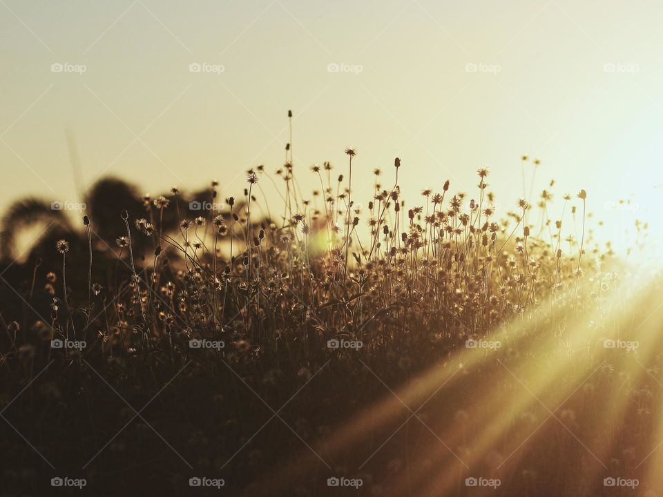 sunset in the garden